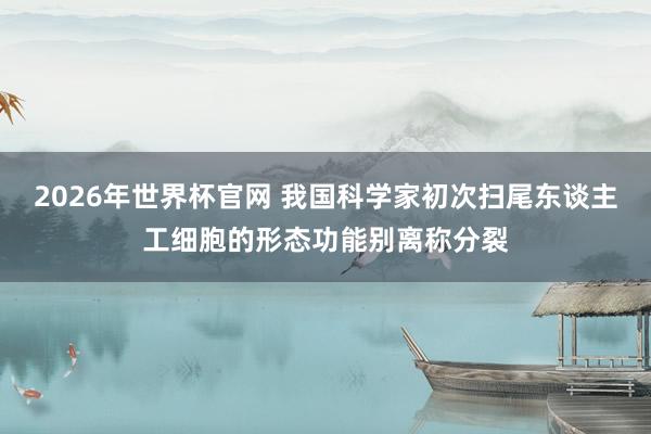 2026年世界杯官网 我国科学家初次扫尾东谈主工细胞的形态功能别离称分裂