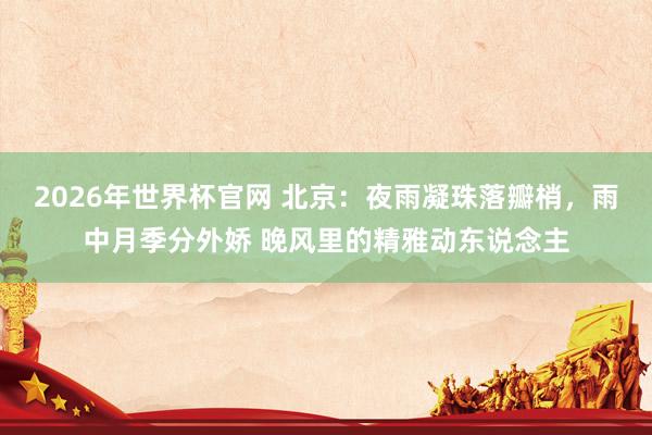 2026年世界杯官网 北京：夜雨凝珠落瓣梢，雨中月季分外娇 晚风里的精雅动东说念主