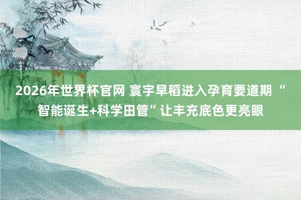 2026年世界杯官网 寰宇早稻进入孕育要道期 “智能诞生+科学田管”让丰充底色更亮眼